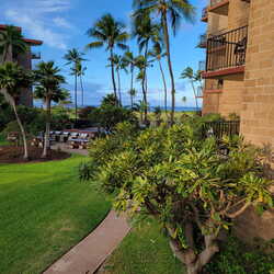 2023 Maui